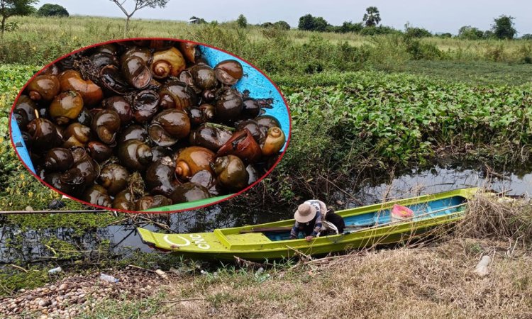 អ្នកភូមិគោកដូង ជិតពាក់កណ្ដាលជាអ្នកប្រកប​របររាវខ្យងលក់ ខណៈមានឈ្មួញនាំចេញទៅប្រទេសជិតខាង