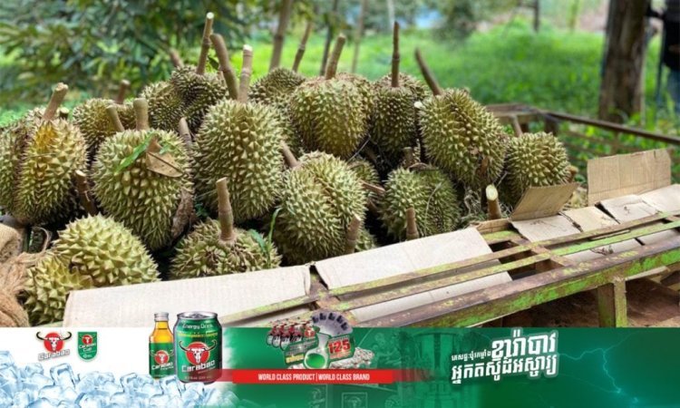 កសិកររំពឹងថា ផលទុរេន និងទីផ្សារ នឹងមានភាពល្អប្រសើរ នៅរដូវកាលថ្មីឆ្នាំនេះ