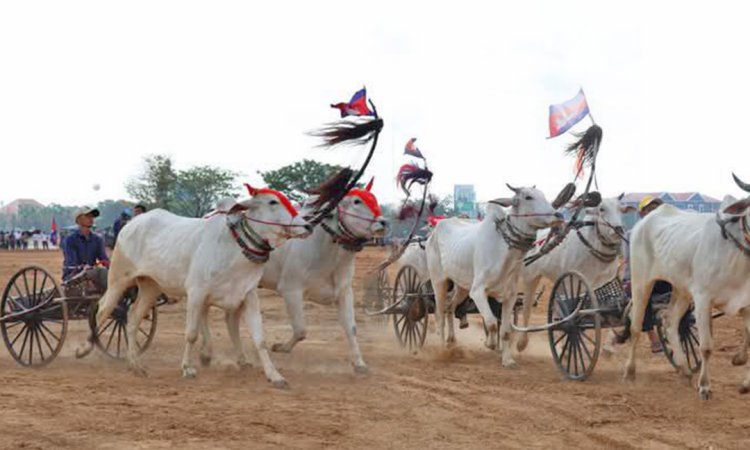 រដ្ឋបាលខេត្តតាកែវ រៀបចំការប្រណាំងរទេះគោសាឡី សម្រាប់សង្ក្រាន្ដឆ្នាំថ្មី
