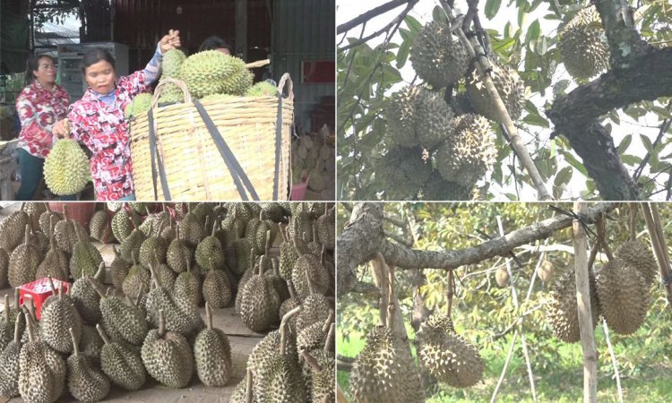 ទិន្នផល​ទុរេន​ទឹក​ឈូ​ឆ្នាំ​នេះ​ល្អជាងឆ្នាំមុន  ខណៈ​ដែល​រសជាតិ​កាន់​តែ​ឈ្ងុយឆ្ងាញ់​និង​មាន​ទីផ្សារ​ល្អ