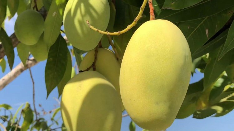 ឡាវអនុញ្ញាតឱ្យកម្ពុជាដឹកស្វាយទៅលក់នៅចិនតាមផ្លូវដែករបស់ខ្លួន
