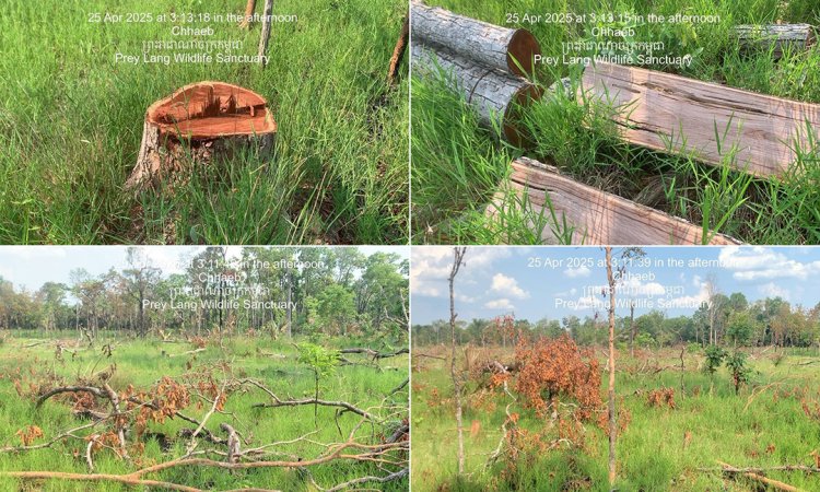ព្រៃឡង់នៅចំណុចដែនជម្រកស្រែវាល ស្រុកឆែប ត្រូវបានទន្ទ្រានយកមកធ្វើជាកម្មសិទ្ធិ