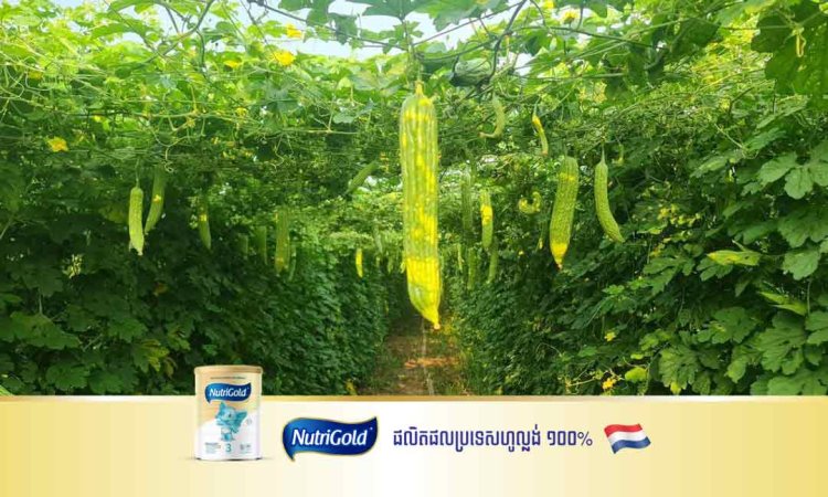 កសិករស្រុកអូររាំងឪ ថា ម្រះចុះថោក ដាំមិនចំណេញ ត្រូវសត្វមមាញខៀវស៊ីបំផ្លាញ