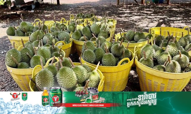 សហគមន៍ទុរេនបែកអន្លូងស្វាគមន៍អាជីវករទិញ-លក់ ទុរេន
