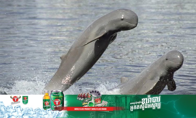 អន្លង់ផ្សោតកាំពី ជាគោលដៅទេសចរណ៍ដ៏ចម្បងនារដូវវស្សា