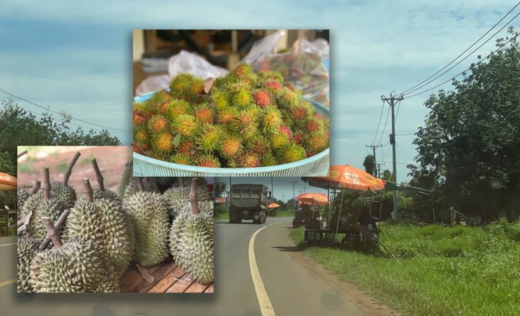 ភូមិសាស្ត្រកសិទេសចរណ៍ ក្នុងខេត្តត្បូងឃ្មុំ កំពុងប្រមូលផលដំណាំហូបផ្លែ ដាក់លក់បណ្តើរៗហើយ