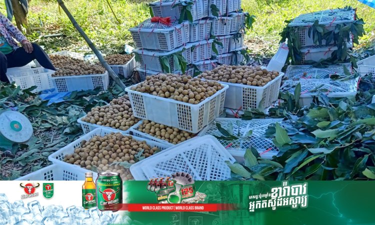 រដូវប្រមូលផលមៀនប៉ៃលិនហៀបនឹងបញ្ចប់ ជាមួយនឹងទិន្នផល ទីផ្សារតម្លៃល្អ