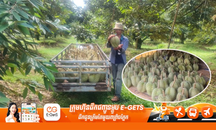 កសិករដាំទុរេនក្នុងខេត្តត្បូងឃ្មុំចាប់ផ្ដើមប្រមូលផលលក់ទៅកាន់ទីផ្សារ