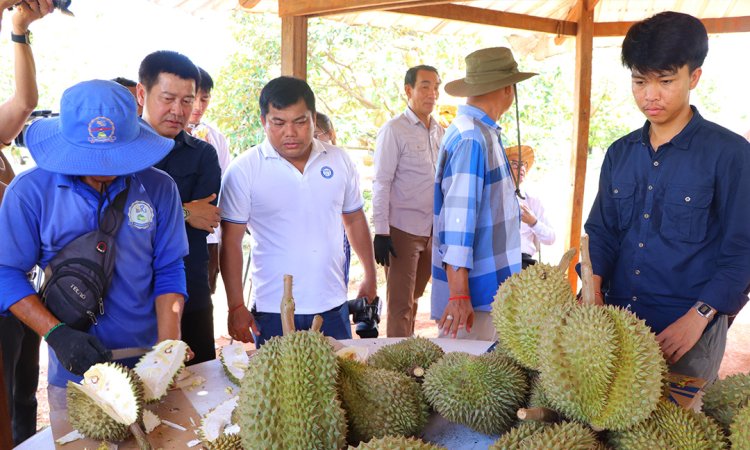 ពលរដ្ឋនៅស្រុកស្ទឹងត្រង់ សម្រុកដាំដុះដំណាំទុរេន បង្កើនពង្រីកផ្ទៃដីដាំដុះរាប់រយហិកតា
